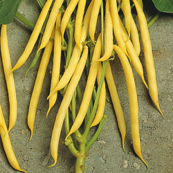 Fasola Unidor 100 tyś. nasion st